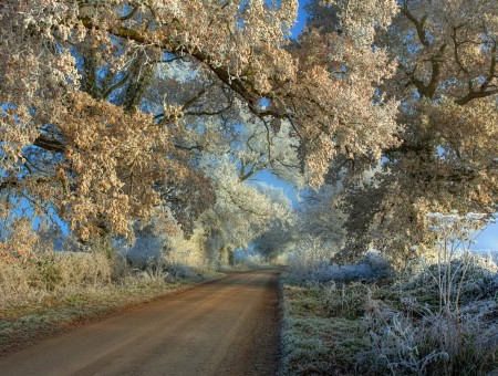 Forest in frost