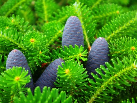 Cones on a pine