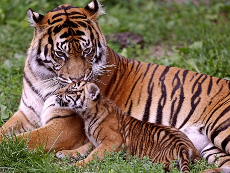 Family tigers