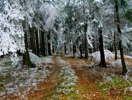 Little winter forest
