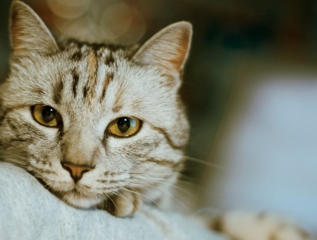 Pensive cat