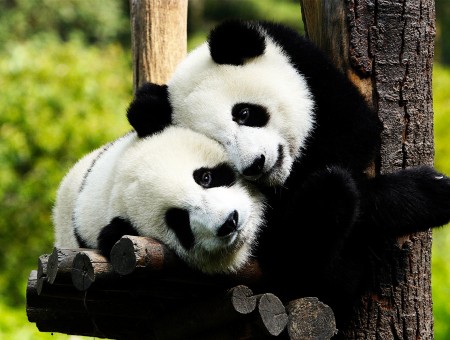 Family pandas