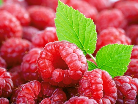 Raspberries wallpaper