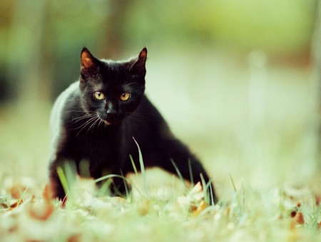 Sneaking black cat