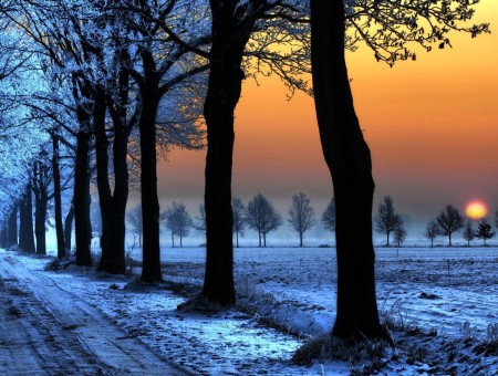 Winter forest and sunset