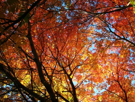 Autumn foliage on trees