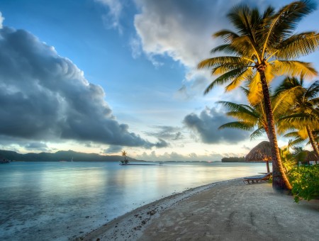 Sea and beach palm