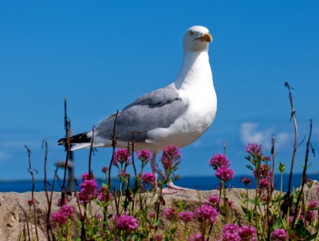 Bird on sea beach