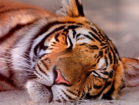 Sleep tiger