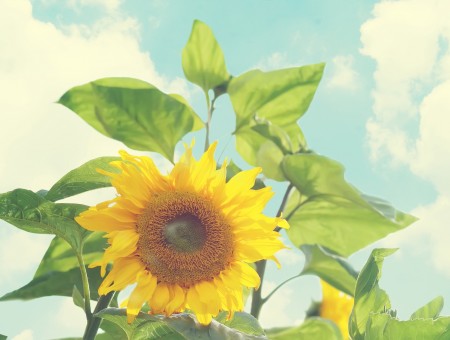 Sunflower and sky