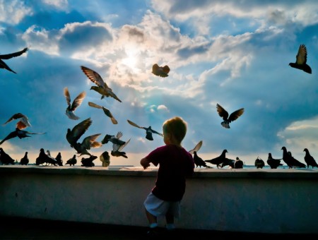 Kid and birds