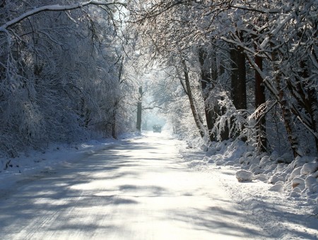 Winter snow forest road