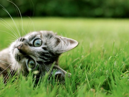 Cute cat look in grass