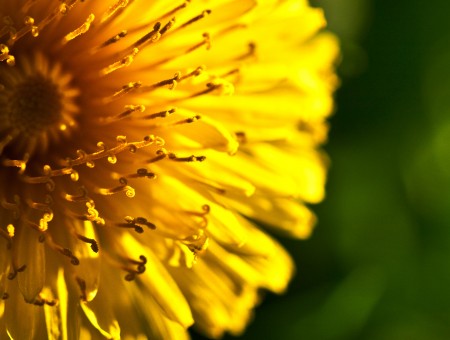 Wonderful yellow flower