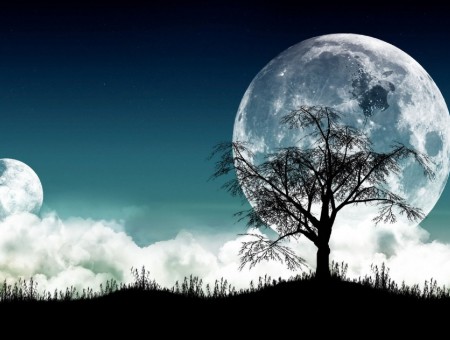 Lonely tree in the background of the moon