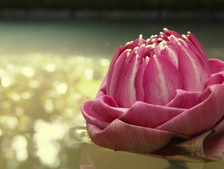 Pink flower on the background of water