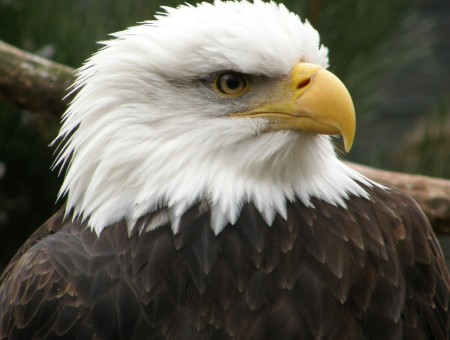 Dangerous sight of an eagle