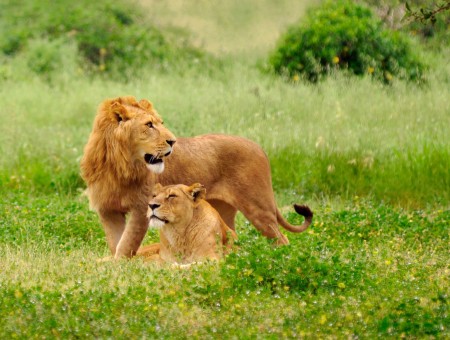 Lion's Family on field