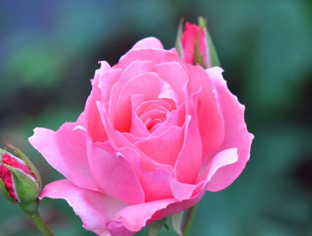 Pink lone rose