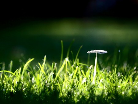 Lonely mushroom on the grass