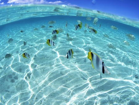 Fish in the transparent sea