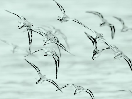 A shoal of birds flies over the ocean