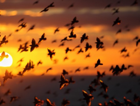 Huge shoal of birds on the sunset background