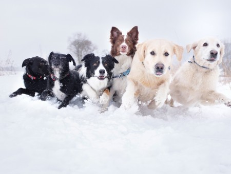Playful dogs in the snow