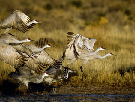 A flock of storks takes off