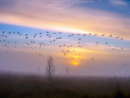 Birds fly south to the sunset