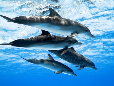 Dolphins under transparent water