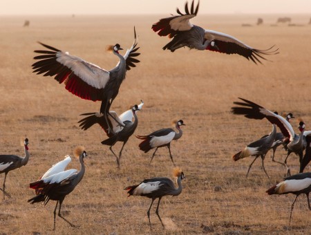 Flock of birds in Africa