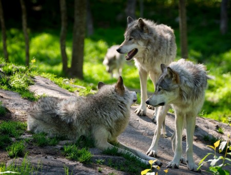 The habitat of wolves