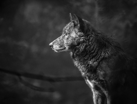 Wild grey wolf