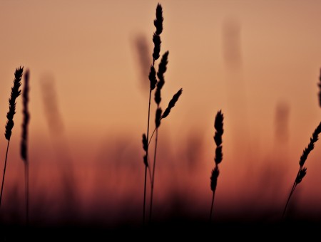 Rye on the sunset background