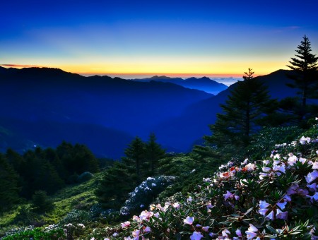 Mountains strewn with flowers