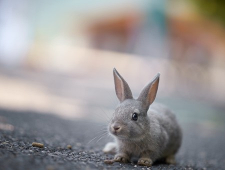 Little rabbit on the asphalt