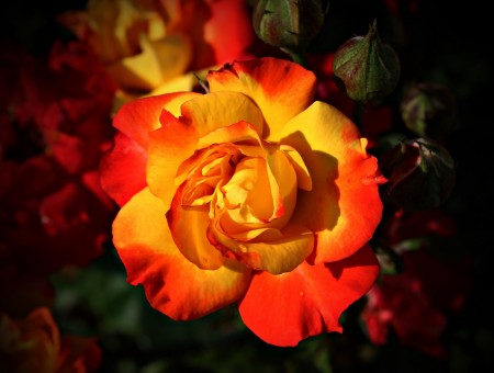 Bright yellow-red rose