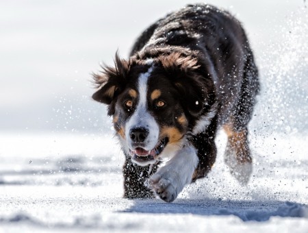 The dog runs through the snow