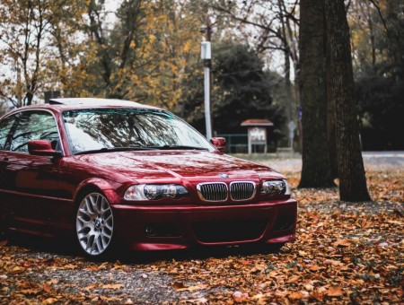 Burgundy BMW M3 E46 in autumn park