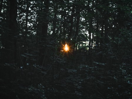 The first rays of the sun in the forest