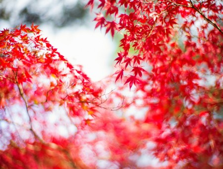Branches with red leaves