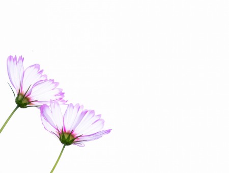 Two flowers on a white background