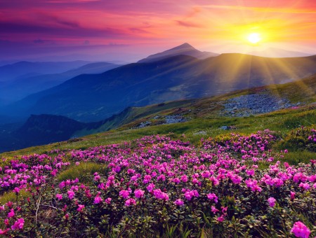 Wide fields of flowers on the mountain