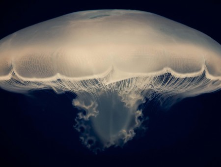 White jellyfish