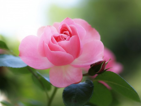 Sweet pink lonely rose