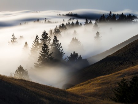 Spruce forest on fog