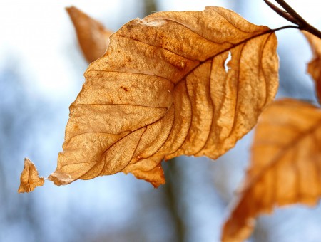 Yeelow autumn leaf