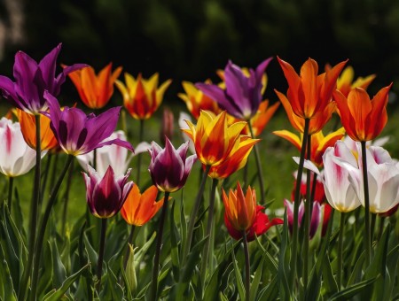 Milticolor tulips