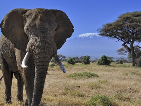 African elephabt and safari